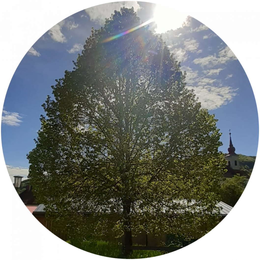 Baum.png